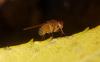 Drosophila immigrans